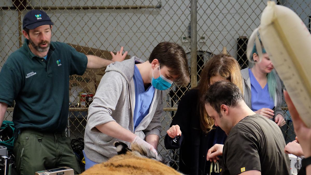 bronx zoo - tierpark der superlative