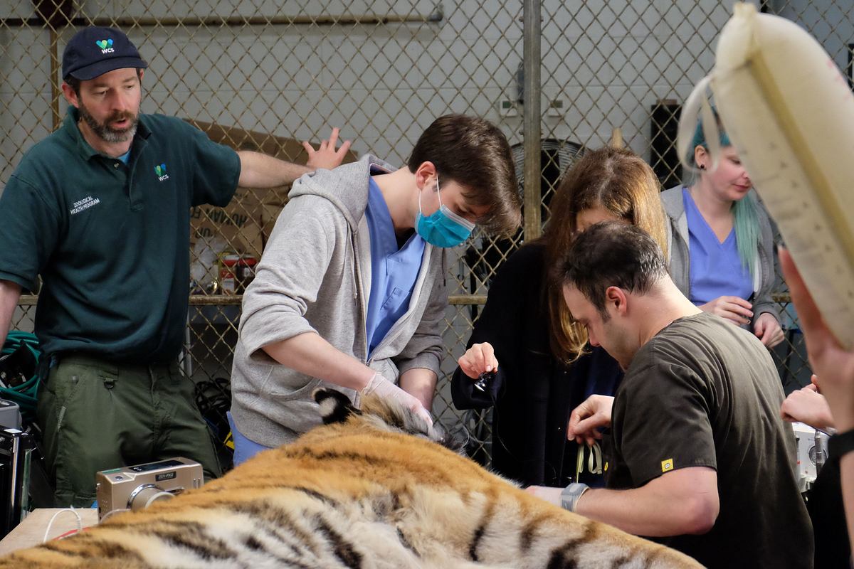 Bronx Zoo - Tierpark der Superlative bronx zoo - tierpark der superlative