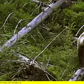 Die Hohe Tatra: Im Reich der Bären Thumbnail
