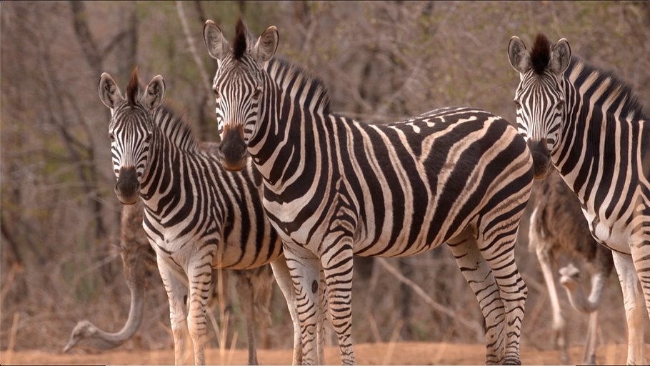 team wildlife südafrika