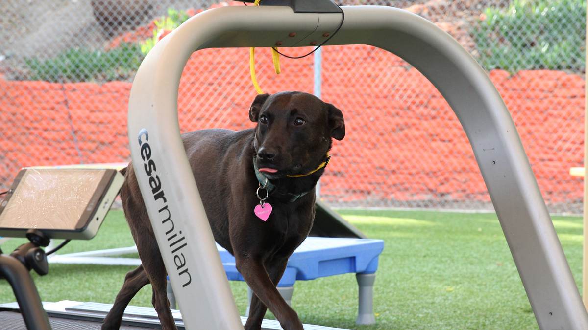 cesar millan: guter mensch, guter hund
