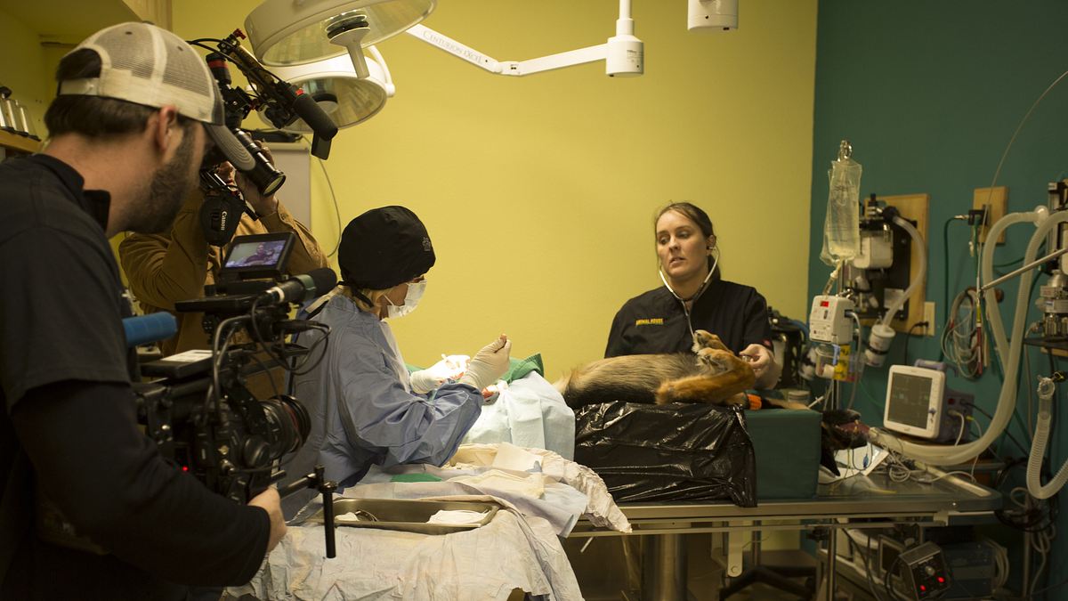 dr. dee: tierärztin in alaska
