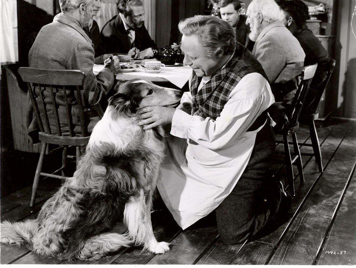 lassie in not