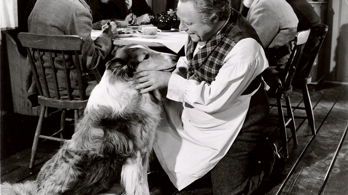 lassie in not