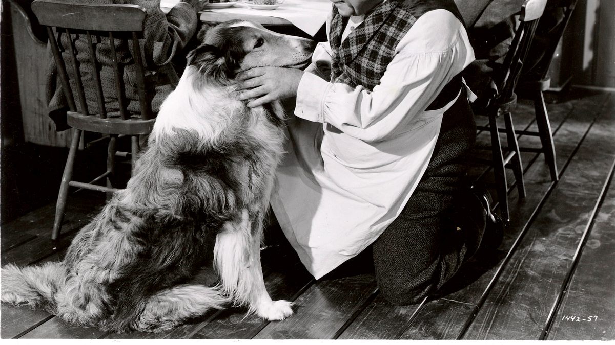 lassie in not