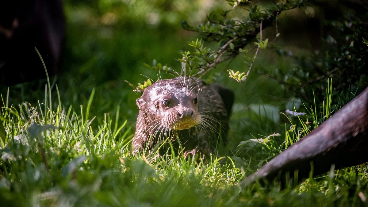 zoo und so - tierisch wild!