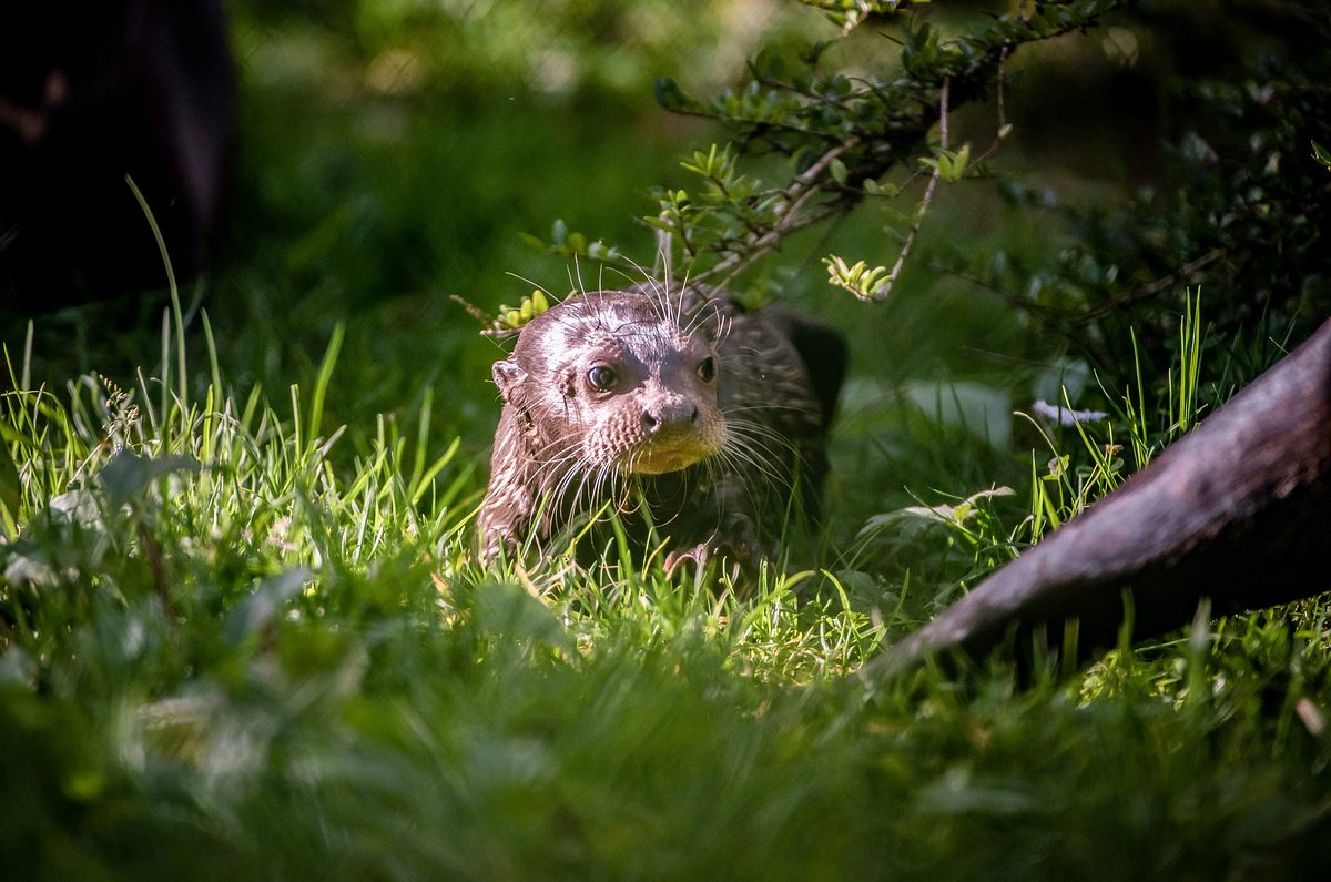 Zoo und so - Tierisch wild! zoo und so - tierisch wild!
