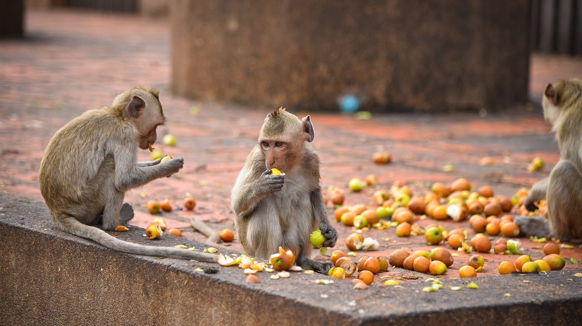 thailands faszinierende wildnis