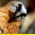 Die Pyrenäen Thumbnail
