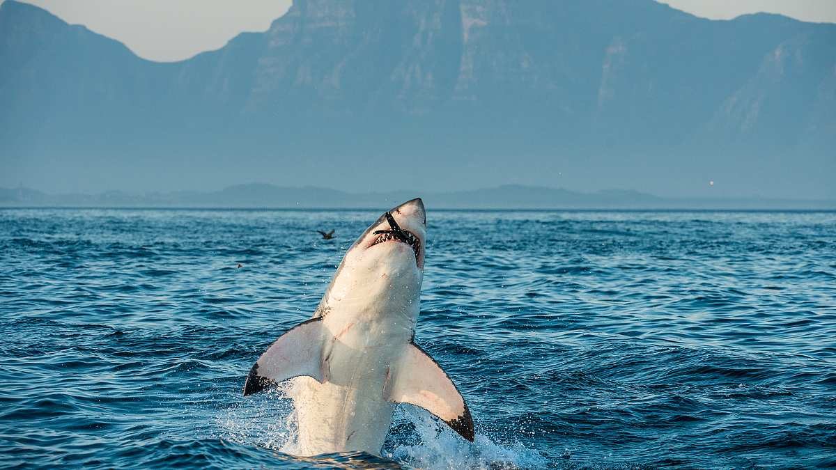 air jaws: top gun sharks