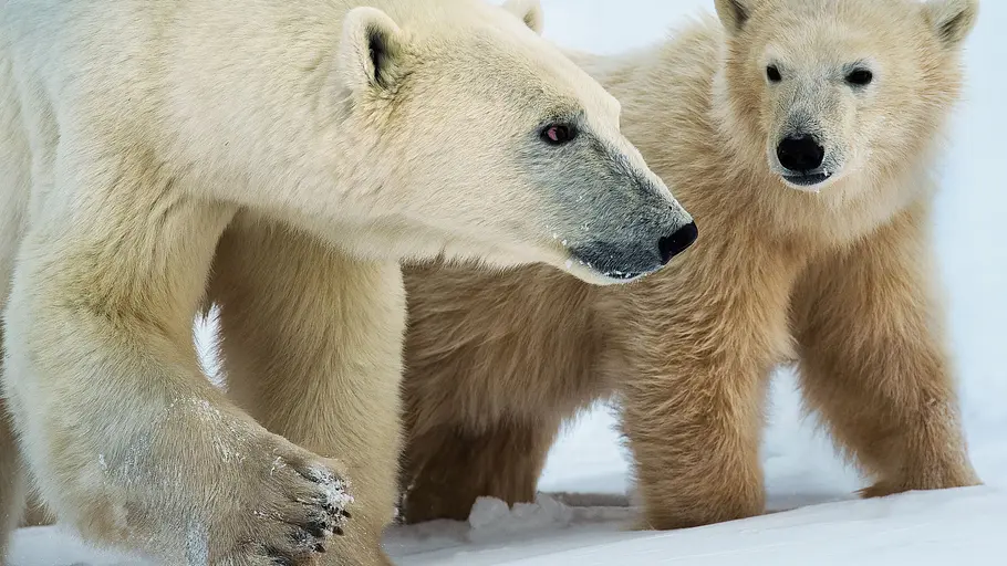 Königreich der Eisbären königreich der eisbären