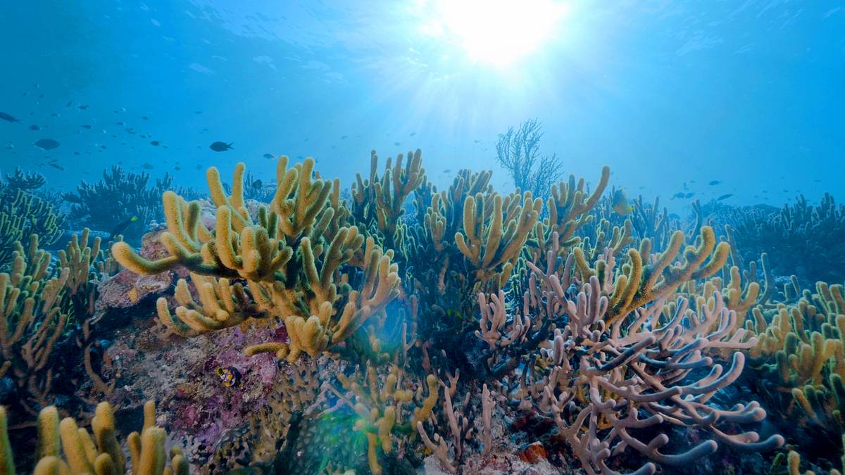 into the blue - indonesiens unterwasserparadiese