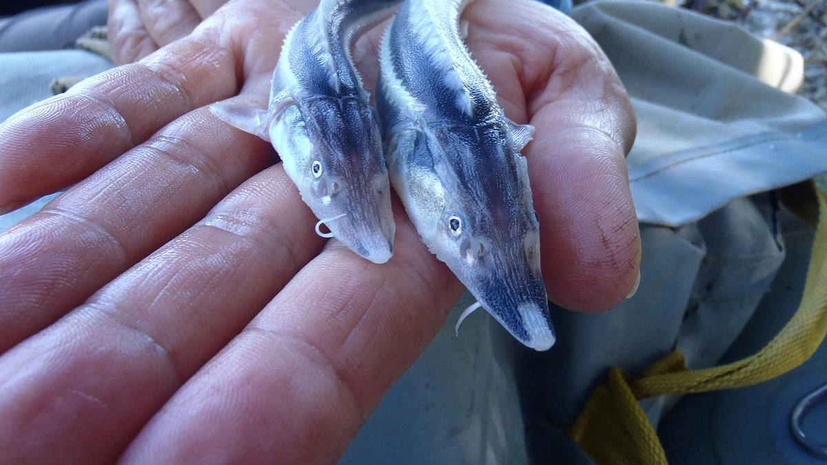 der milliarden dollar fisch