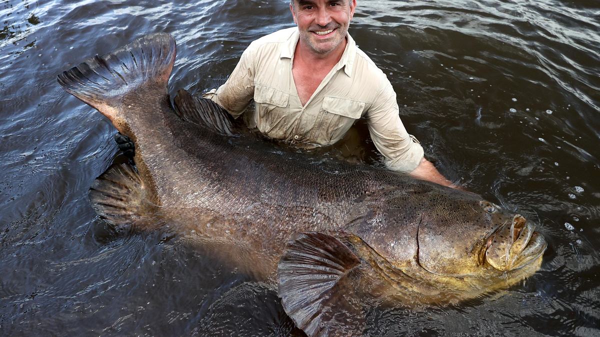 giganten unter wasser - riesenfischen auf der spur