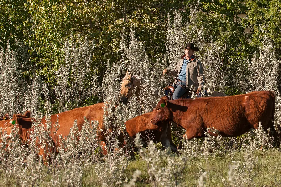 Heartland - Paradies für Pferde heartland - paradies für pferde