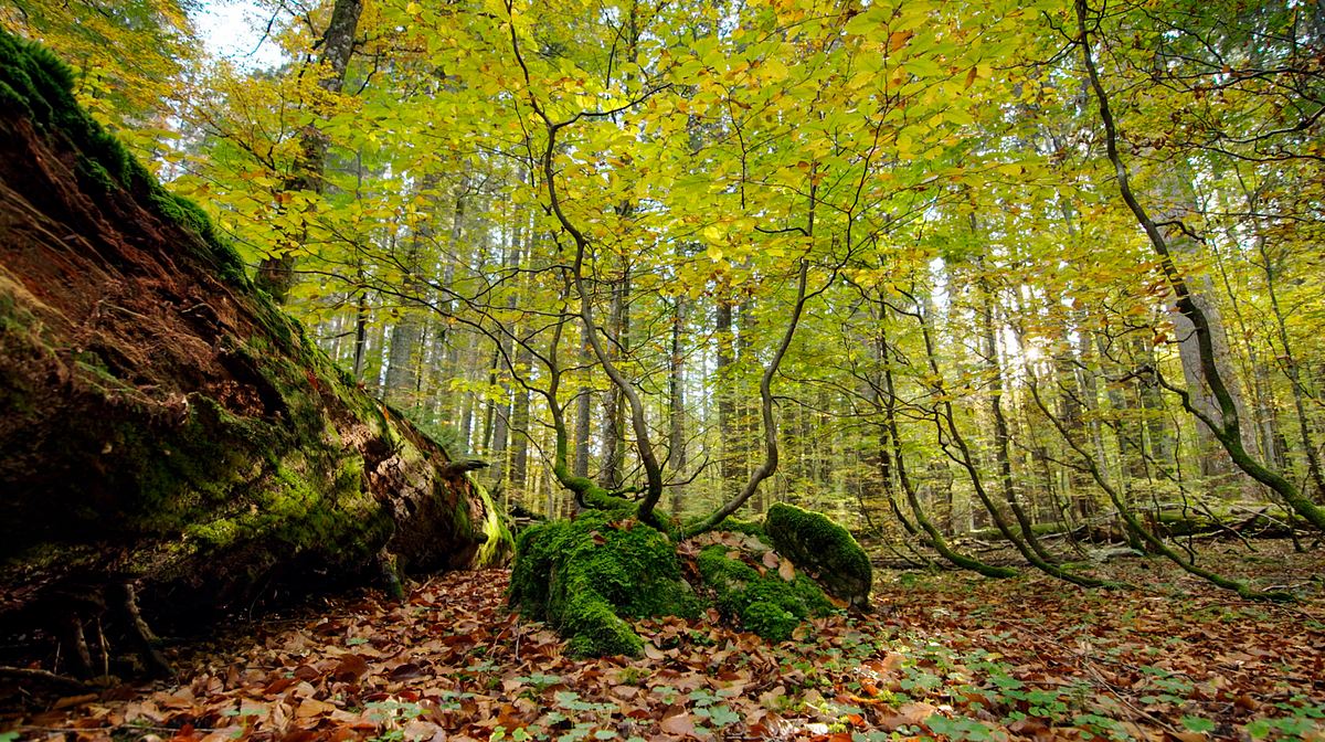 Österreichs Erbe für die Welt - Meisterwerke, Urwälder und Prachtbauten österreichs erbe für die welt - meisterwerke, urwälder und prachtbauten
