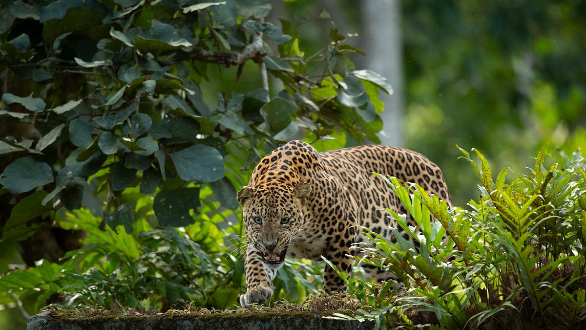 aufstieg des schwarzen panthers