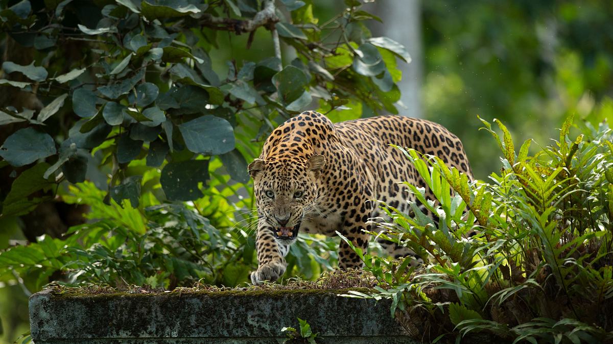 aufstieg des schwarzen panthers