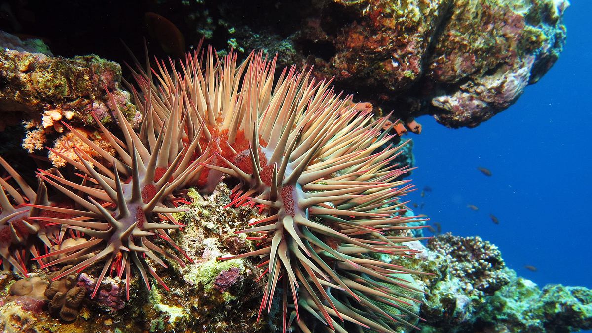 im einsatz am great barrier reef