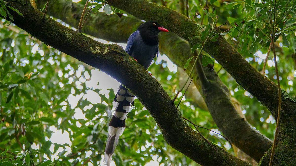 Wildes Taiwan wildes taiwan