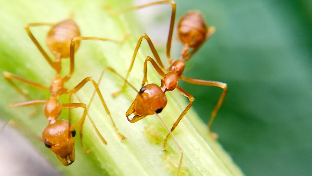 Die Superkräfte der Tiere die superkräfte der tiere
