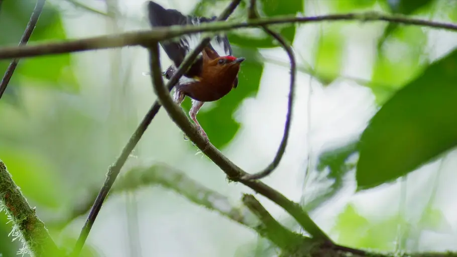 Tierische Überflieger tierische überflieger