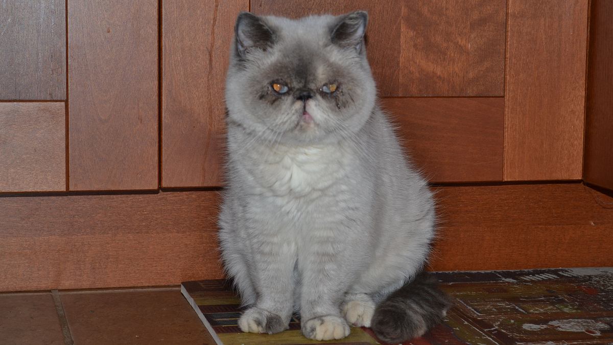 der katzenflüsterer