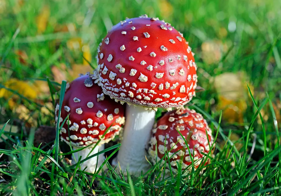 Der Fliegenpilz - Zwischen Mythos und Wissenschaft der fliegenpilz - zwischen mythos und wissenschaft