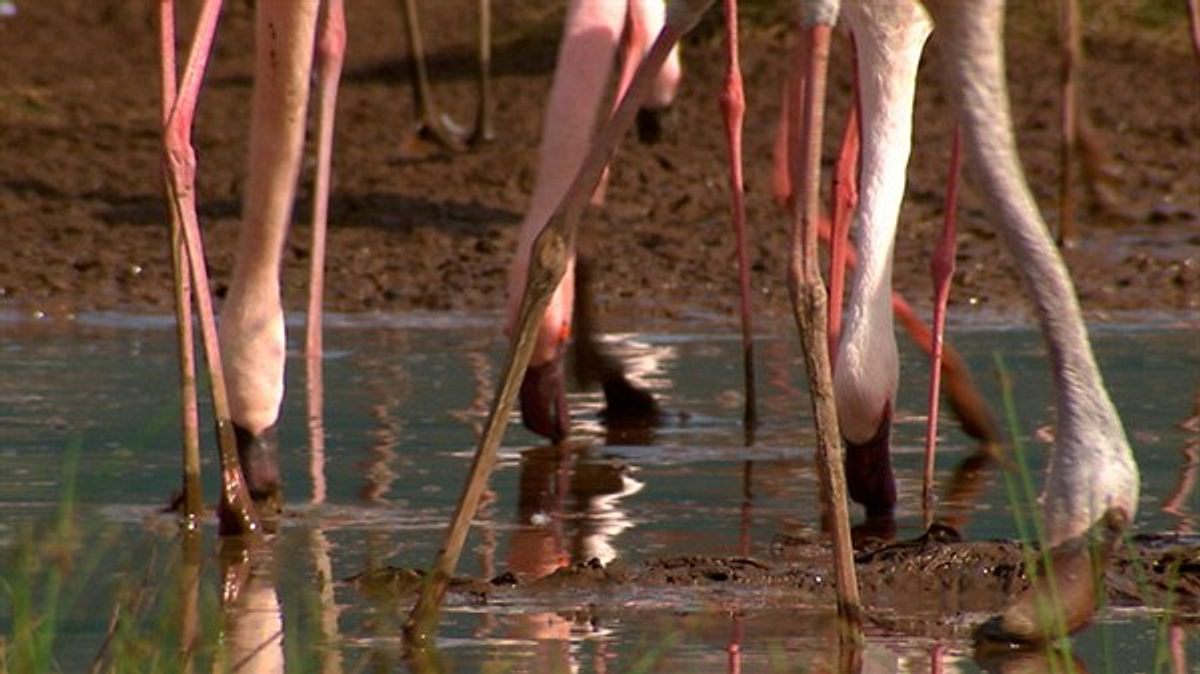 geheimakte wildnis