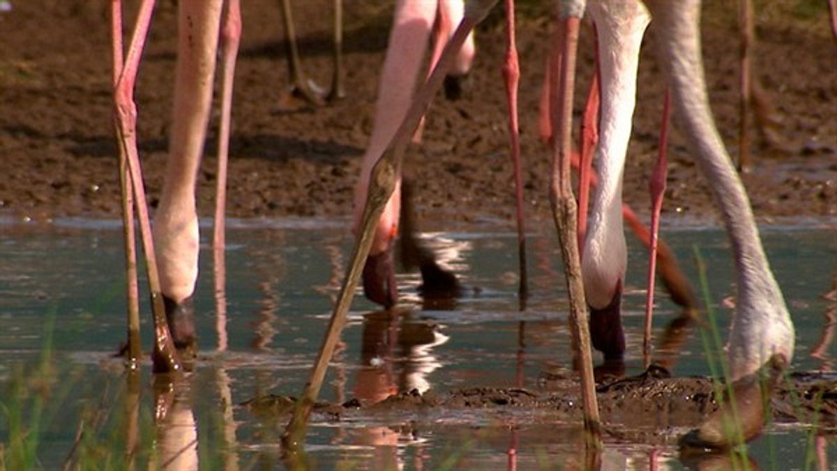 Geheimakte Wildnis geheimakte wildnis