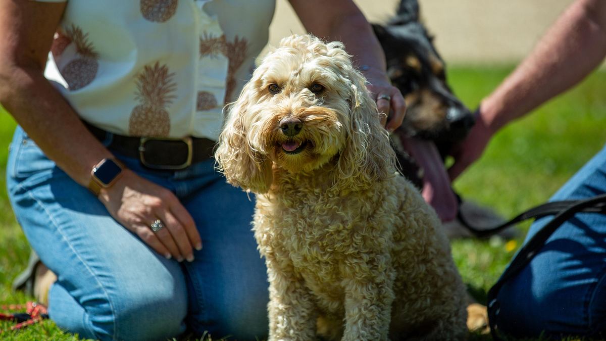 unsere hundeschule