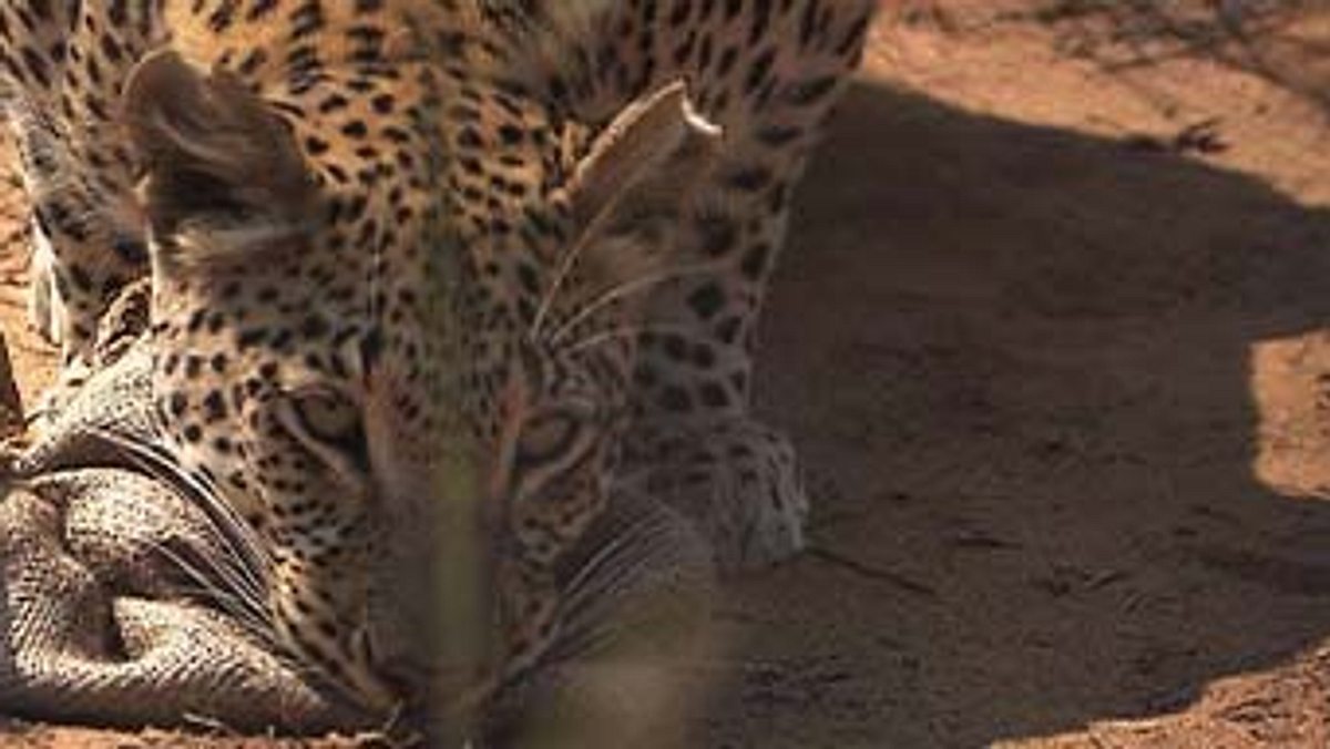 das waisenhaus für wilde tiere - abenteuer afrika