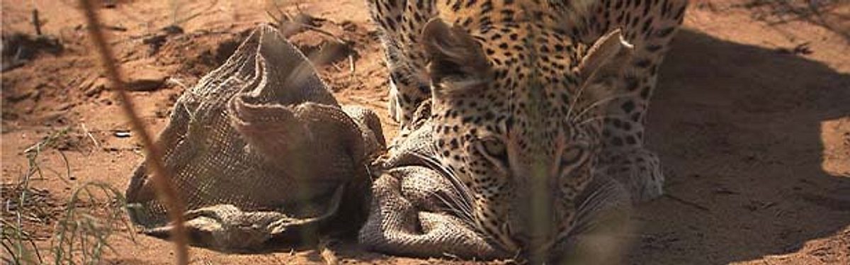Das Waisenhaus für wilde Tiere - Abenteuer Afrika das waisenhaus für wilde tiere - abenteuer afrika