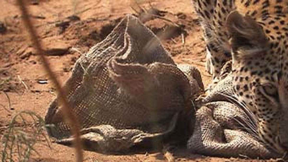 das waisenhaus für wilde tiere - abenteuer afrika