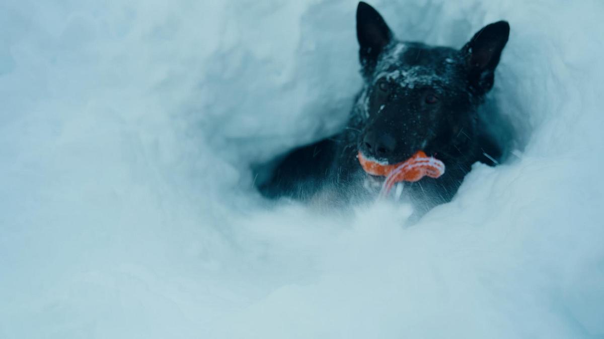 police dogs