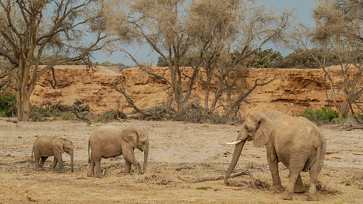 wildes afrika