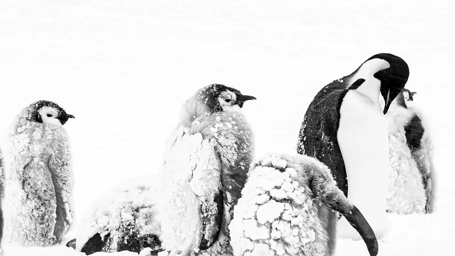 Rückkehr zum Land der Pinguine rückkehr zum land der pinguine
