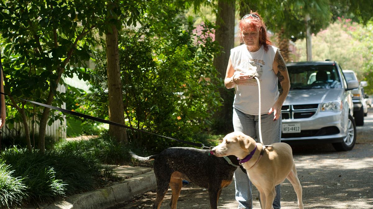 pitbulls auf bewährung
