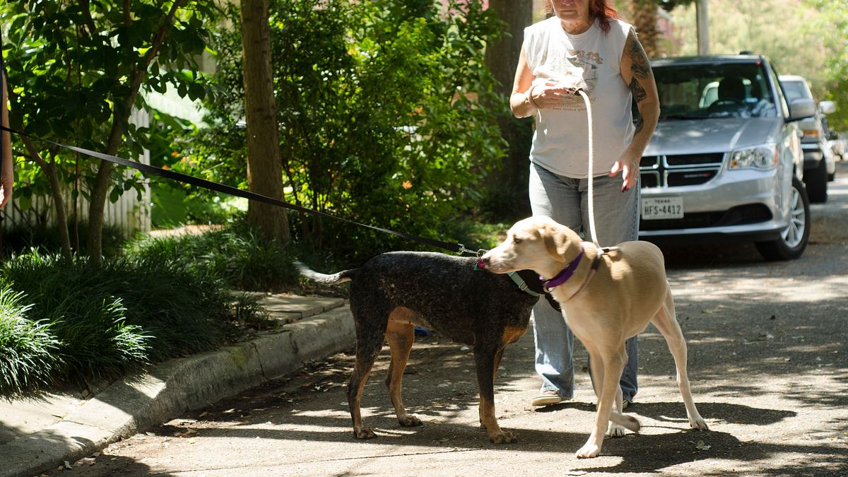 pitbulls auf bewährung