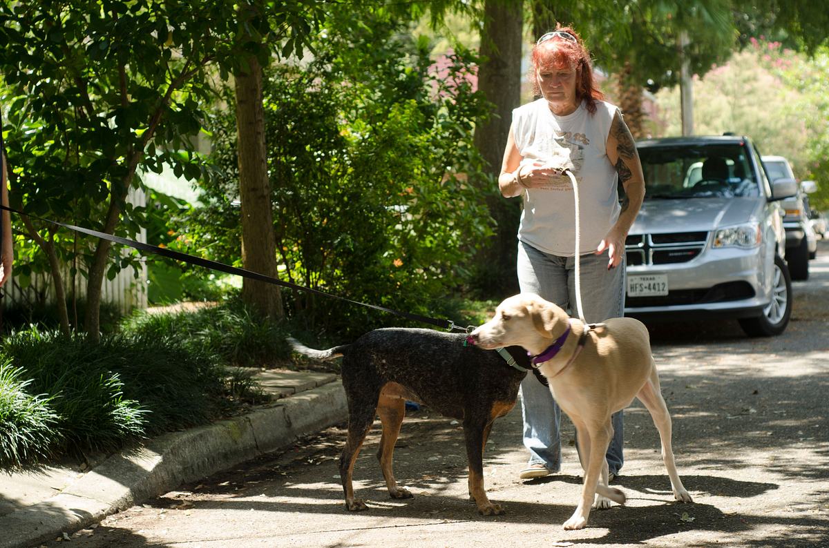Pitbulls auf Bewährung pitbulls auf bewährung