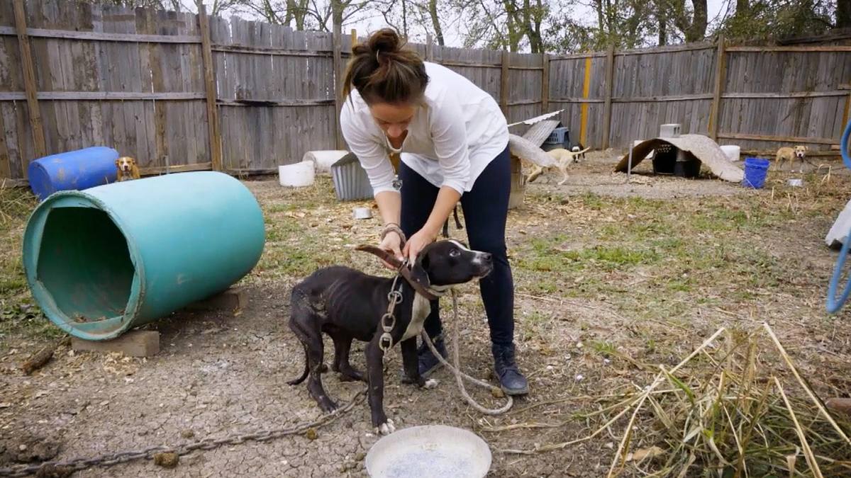 pitbulls auf bewährung