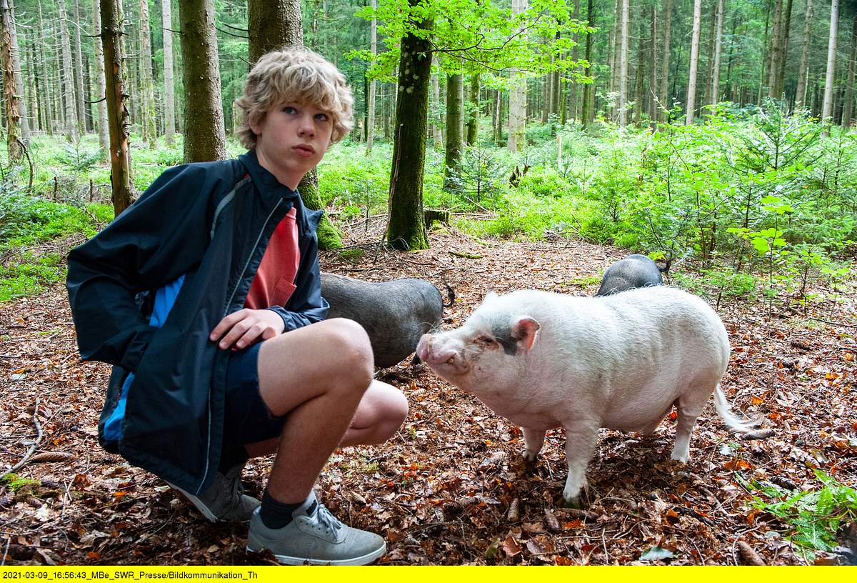 tiere bis unters dach