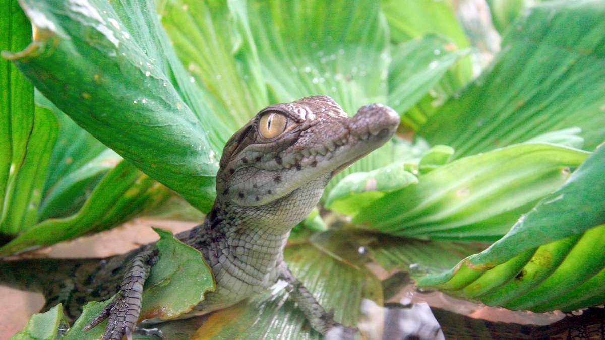 afrikas verlorenes paradies
