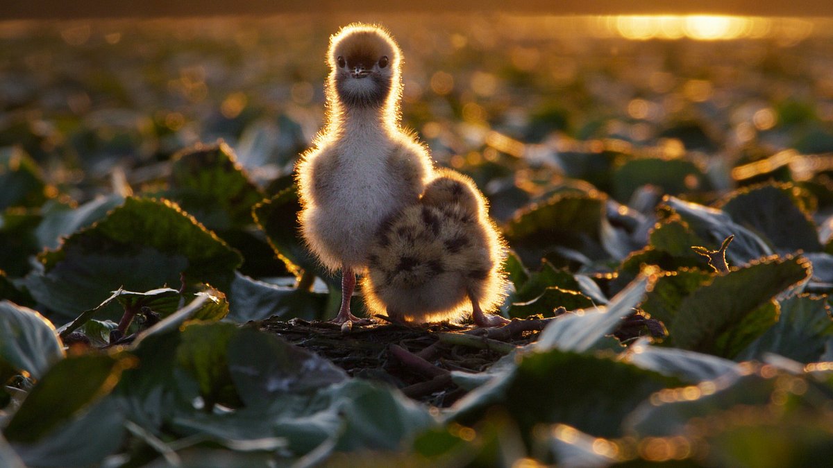 Universum universum