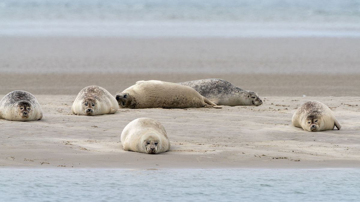 die dänischen wattenmeer-inseln - rømø, fanø und mandø
