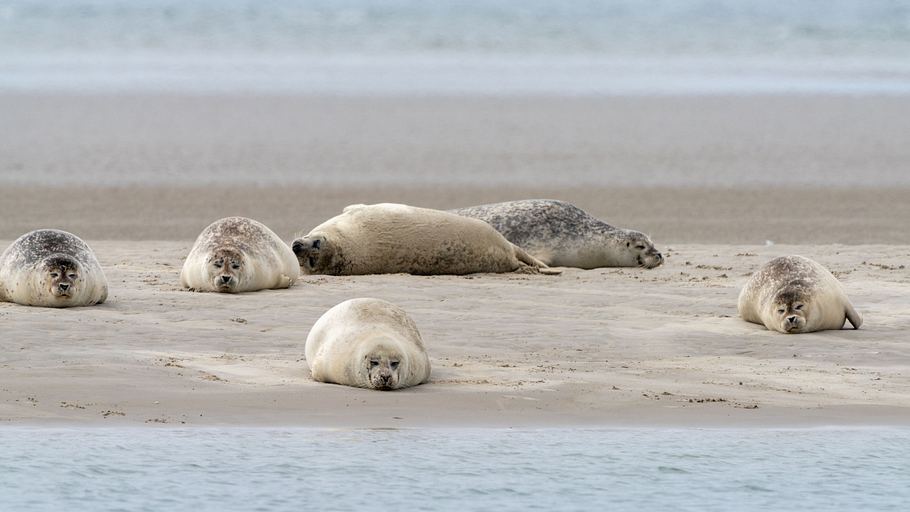 die dänischen wattenmeer-inseln - rømø, fanø und mandø