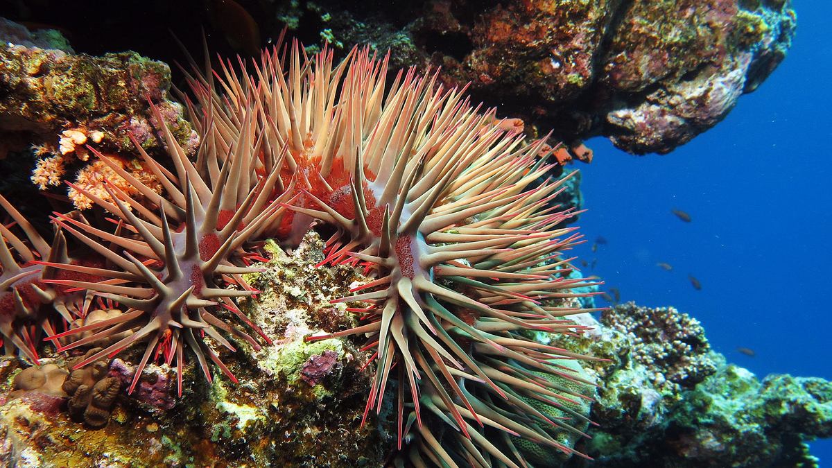 im einsatz am great barrier reef