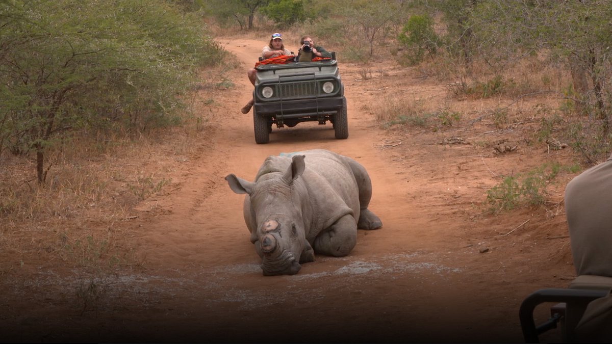 team wildlife südafrika