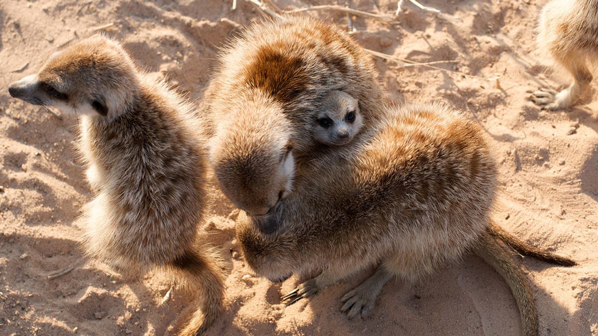 der clan der erdmännchen