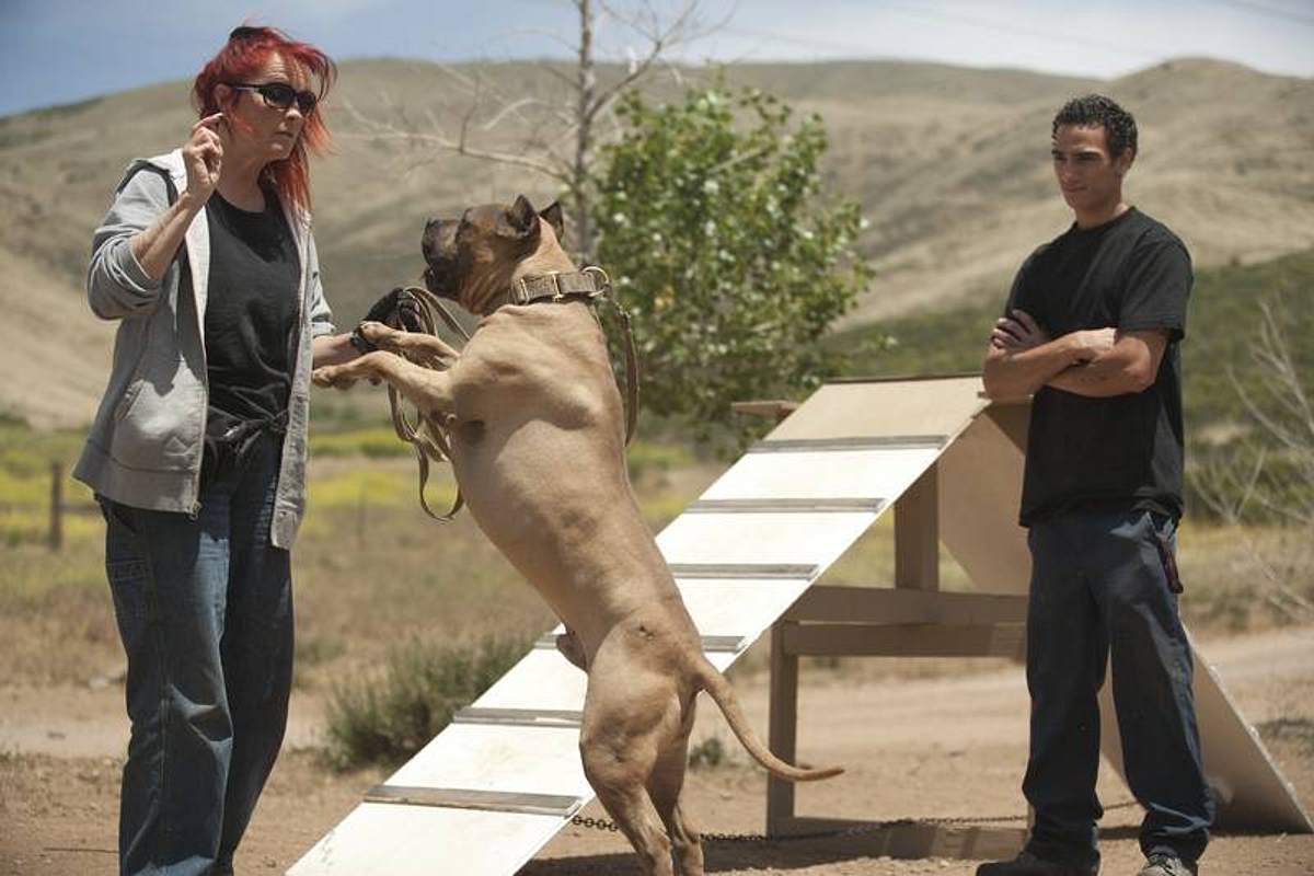 Pitbulls auf Bewährung pitbulls auf bewährung